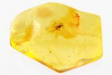 Detailed Fossil Spider (Araneae) In Baltic Amber #367501-1